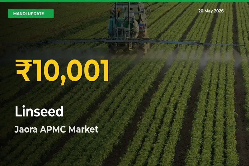 Why Linseed Prices Are Climbing in Jaora APMC – Today’s New High Explained