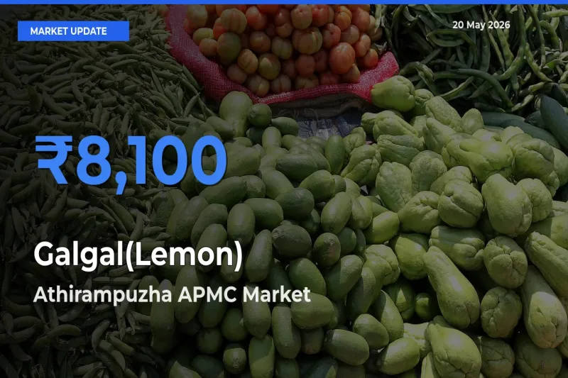 Market Watch: Athirampuzha APMC Becomes Top Mandi for Galgal(Lemon)