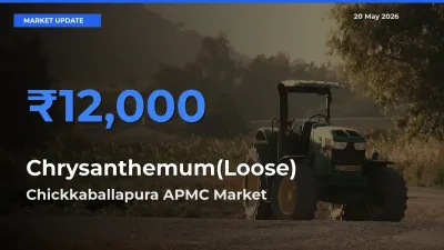 Farmers Prefer Chickkaballapura APMC as Chrysanthemum(Loose) Hits Highest Rate