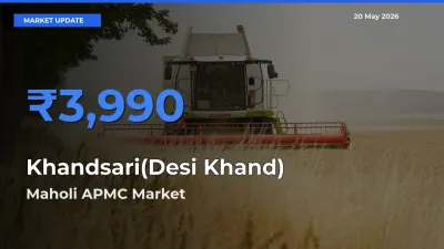Maholi APMC Emerges as Top Mandi for Khandsari(Desi Khand) Prices Today