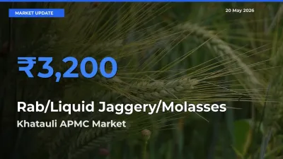 Khatauli APMC Offers ₹3,200 – Highest Rab/Liquid Jaggery/Molasses Rate Today