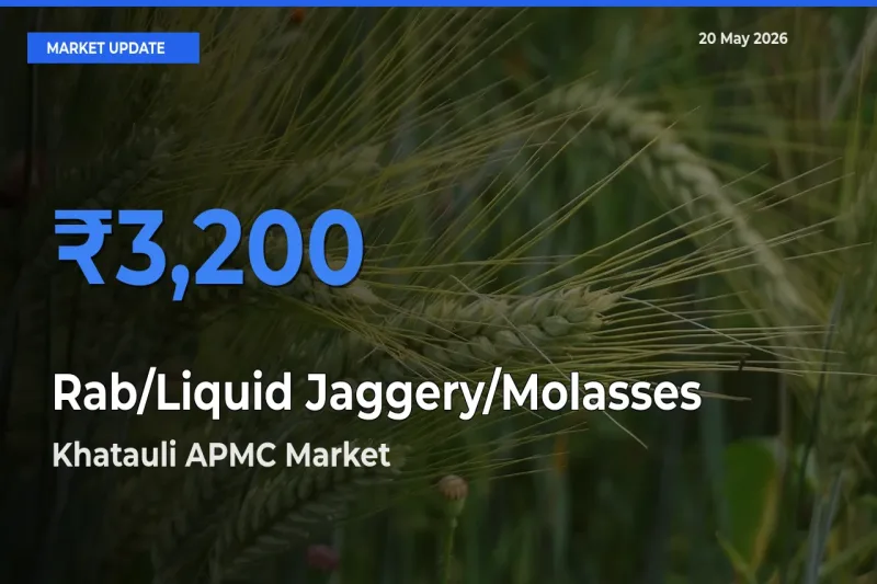 Khatauli APMC Offers ₹3,200 – Highest Rab/Liquid Jaggery/Molasses Rate Today
