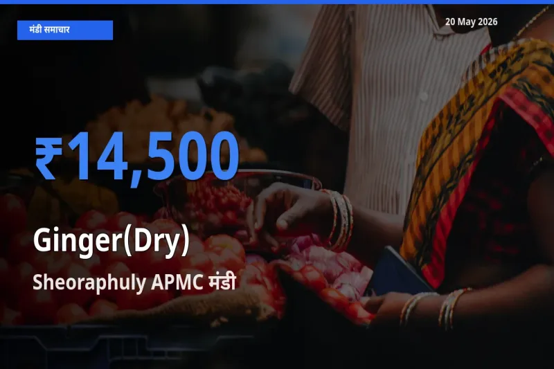 आज का मंडी भाव: अदरक (सूखा) के सबसे ज़्यादा दाम Sheoraphuly APMC में