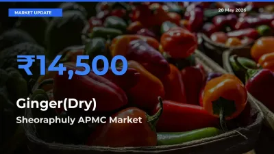 Sheoraphuly APMC Tops Ginger(Dry) Mandi Rates Today