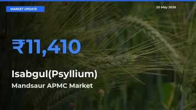 Farmers Prefer Mandsaur APMC as Isabgul(Psyllium) Hits Highest Rate