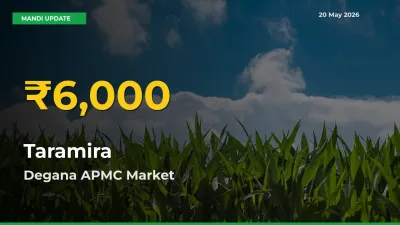 Degana APMC Leads as Taramira Hits Highest Rate – May 20 Update