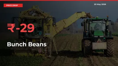 Bunch Beans Prices Drop 28.87% – May 20 Market Update from Mandis