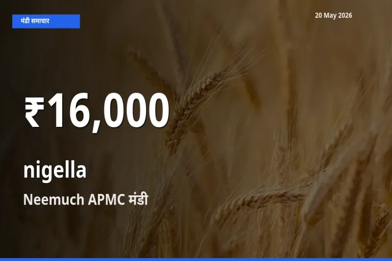 तेज़ गिरावट! Neemuch APMC में कलौंजी के दाम 30 दिन के निचले स्तर पर