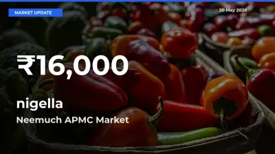 nigella Prices Touch 30-Day Low in Neemuch APMC – May 20 Update