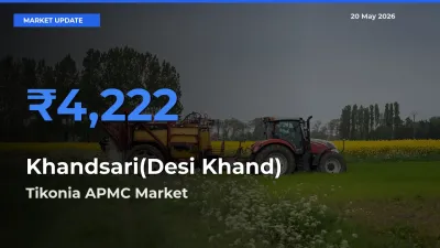 Tikonia APMC Offers ₹4,222 – Highest Khandsari(Desi Khand) Rate Today
