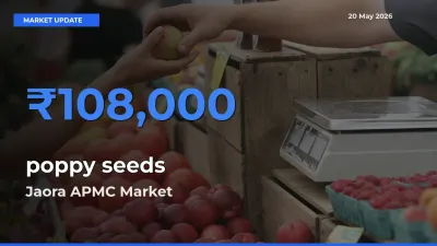 Jaora APMC Tops poppy seeds Rates – May 20 Market Update