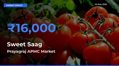 Market Watch: Prayagraj APMC Becomes Top Mandi for Sweet Saag