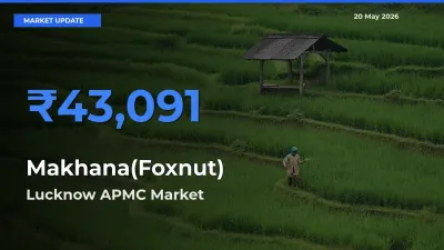 Farmers Prefer Lucknow APMC as Makhana(Foxnut) Hits Highest Rate