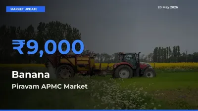 Farmers Prefer Piravam APMC as Banana Hits Highest Rate