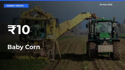 Baby Corn Mandi Trend Today: Prices Shift Across Multiple Markets