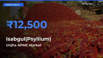 Isabgul(Psyllium) Mandi Rate Today: Unjha APMC Tops the List