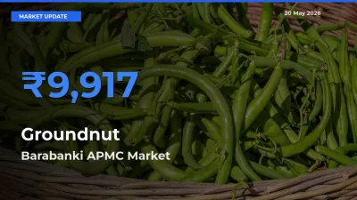 Barabanki APMC Offers ₹9,917 – Highest Groundnut Rate Today