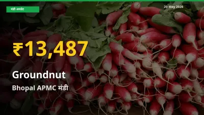 आज Bhopal APMC में मूंगफली के दाम रिकॉर्ड स्तर पर, ताज़ा मंडी भाव जानें