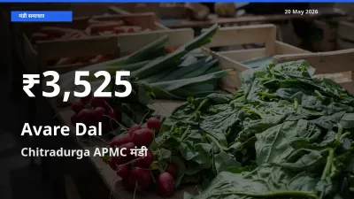 Chitradurga APMC में लोबिया दाल ₹3,525 पर गिरा – 30 दिन का न्यूनतम भाव