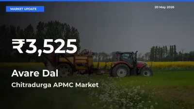 Avare Dal Falls to ₹3,525 in Chitradurga APMC – 30-Day Lowest Rate