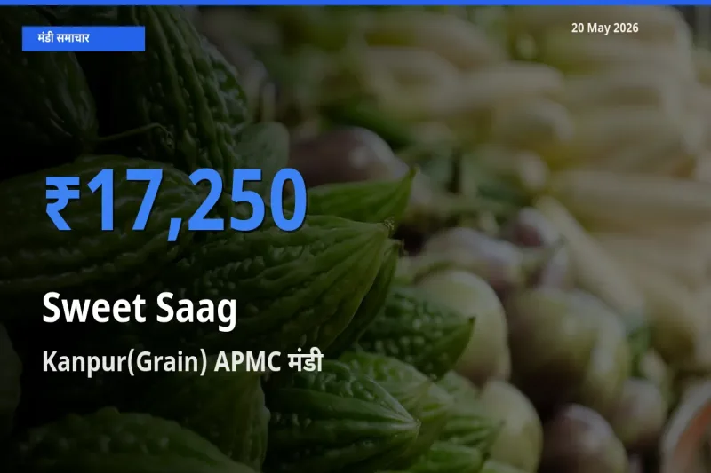 किसानों की पसंद बना Kanpur(Grain) APMC, मीठा साग के सबसे अच्छे दाम