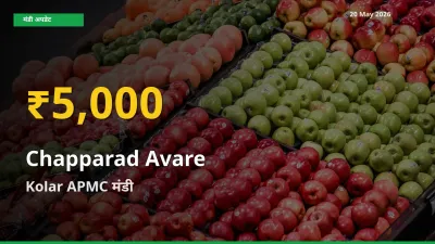 चप्परद अवरे के दामों ने बनाया नया रिकॉर्ड, Kolar APMC में तेज़ी