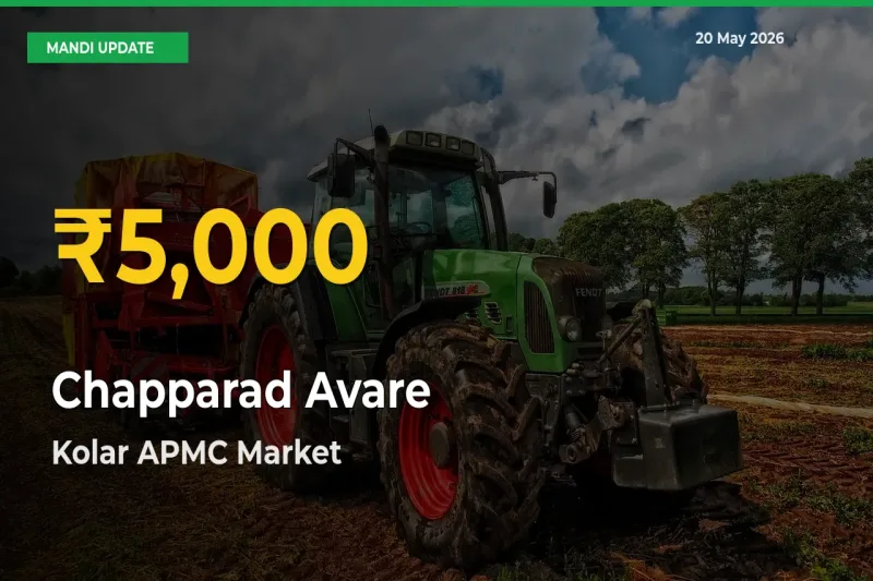 Big Jump in Chapparad Avare Prices! Kolar APMC Records New Peak Today