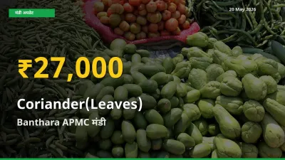 किसानों के लिए खुशखबरी! Banthara APMC में हरा धनिया के दाम रिकॉर्ड स्तर पर