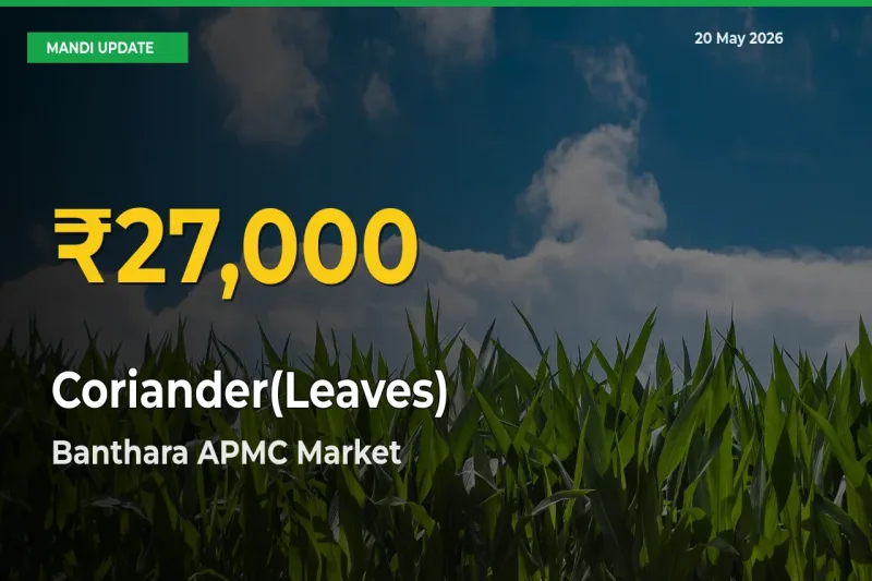 Farmers Benefit as Coriander(Leaves) Rate Touches New High in Banthara APMC