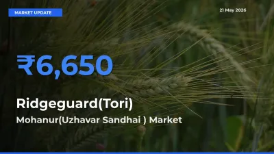 Mohanur(Uzhavar Sandhai ) Offers ₹6,650 – Highest Ridgeguard(Tori) Rate Today
