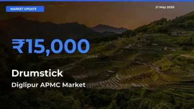 Diglipur APMC Offers ₹15,000 – Highest Drumstick Rate Today