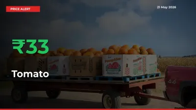 33.23% Spike in Tomato Prices – Mandi Sees Sudden Rally