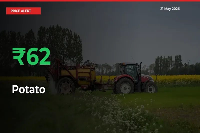 Big Rally! Potato Climbs 61.88% in 24 Hours at Top Mandis