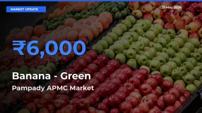 Pampady APMC Offers ₹6,000 – Highest Banana - Green Rate Today