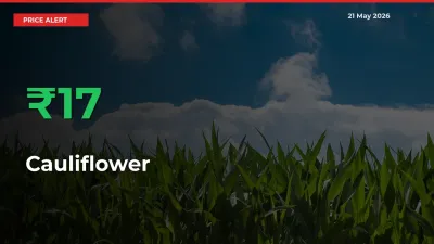 Cauliflower Rises 16.99% at Mandis