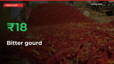 Why Bitter gourd Prices Rose 18.34% in a Day at Mandis
