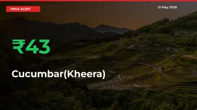 42.72% Spike in Cucumbar(Kheera) Prices – Mandi Sees Sudden Rally