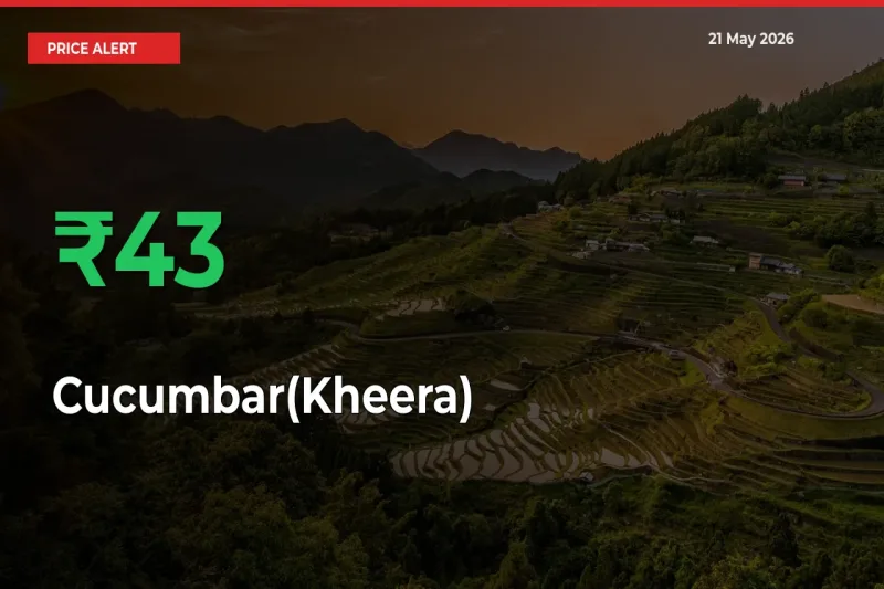 42.72% Spike in Cucumbar(Kheera) Prices – Mandi Sees Sudden Rally