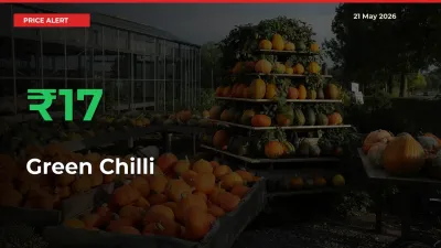 Sharp Jump! Green Chilli Prices Climb 16.58% in 24 Hours at Key Mandis