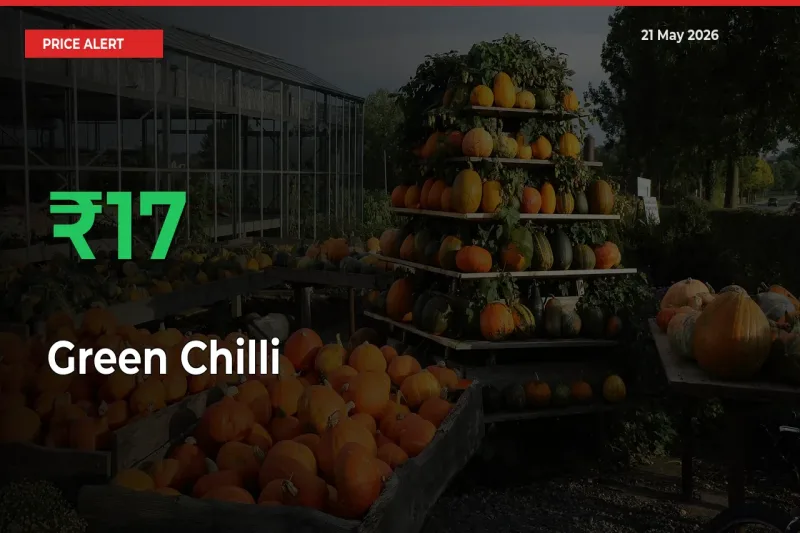Sharp Jump! Green Chilli Prices Climb 16.58% in 24 Hours at Key Mandis