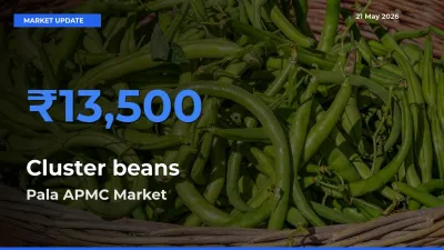 Pala APMC Records Highest ₹13,500 Rate for Cluster beans