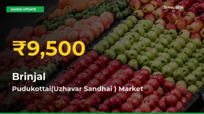 Why Brinjal Prices Are Climbing in Pudukottai(Uzhavar Sandhai ) – Today’s New High Explained