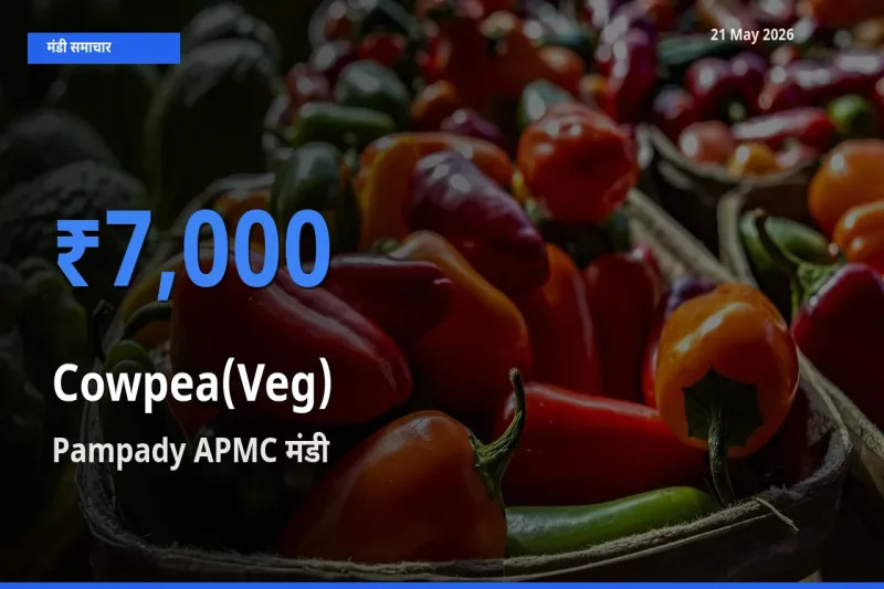 Pampady APMC मंडी में लोबिया फली ₹7,000 पर पहुँचा – आज का सर्वोच्च भाव