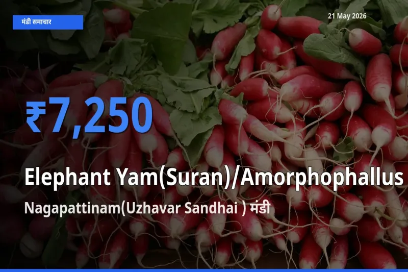 आज का मंडी भाव: जिमीकंद (सूरन) के सबसे ज़्यादा दाम Nagapattinam(Uzhavar Sandhai ) में