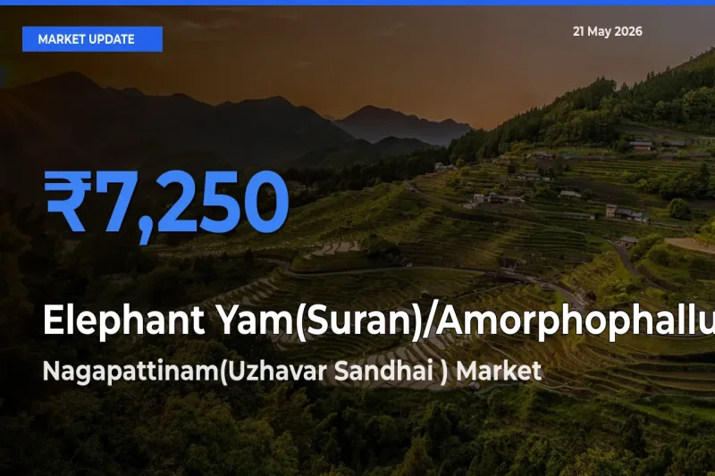 Farmers Prefer Nagapattinam(Uzhavar Sandhai ) as Elephant Yam(Suran)/Amorphophallus Hits Highest Rate