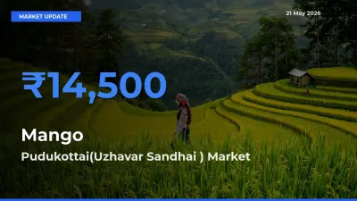 Pudukottai(Uzhavar Sandhai ) Tops Mango Rates – May 21 Market Update
