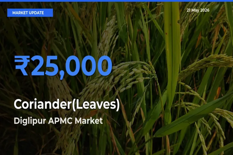 Top Performer! Diglipur APMC Offers Best Coriander(Leaves) Price Today
