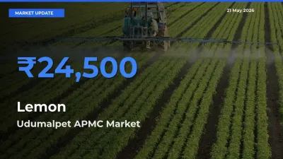 Lemon Mandi Rate Today: Udumalpet APMC Tops the List
