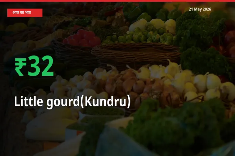 तेज़ तेजी! मंडी में कुंदरू (टिंडा तोरई) के दाम 32.38% चढ़े