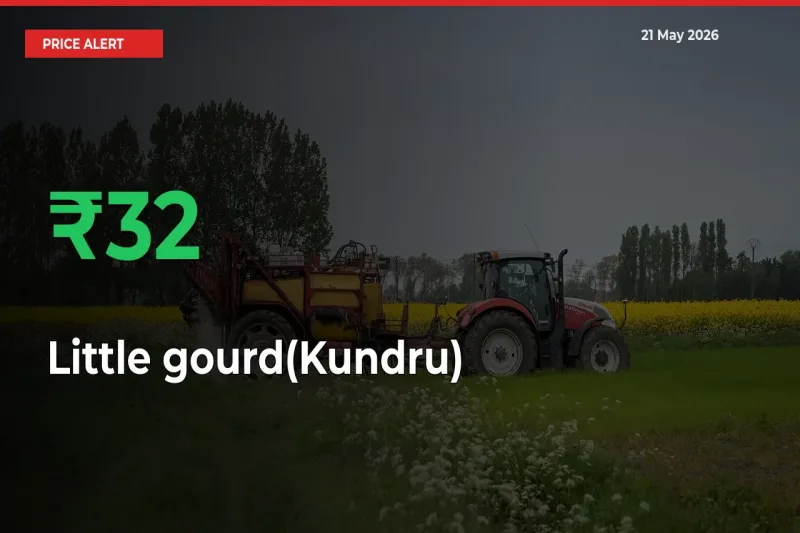 Sudden 32.38% Rally in Little gourd(Kundru) Prices Across Mandis